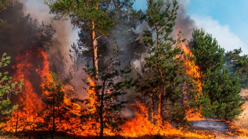 18 DE AGOSTO: DÍA MUNDIAL DE LA PREVENCIÓN DE INCENDIOS FORESTALES