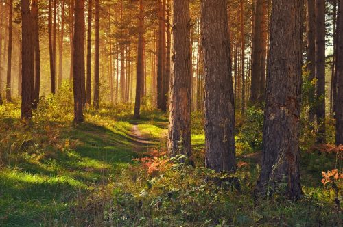 21 DE MARZO: DÍA INTERNACIONAL DE LOS BOSQUES
