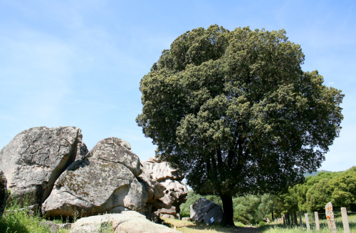 Encina: el árbol más representativo de España