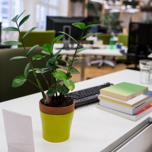 Plantas en la oficina